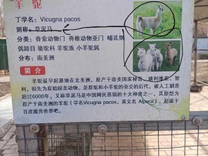 《探寻羊驼王踪迹：霓影羊驼抓捕全攻略》