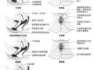 XX 牌 XX 厘米长的器具可以深入宫颈吗？