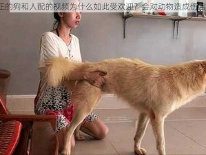 真正的狗和人配的视频为什么如此受欢迎？会对动物造成伤害吗？