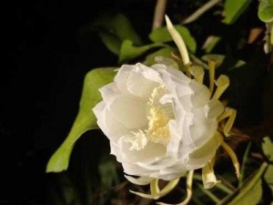 一夜开二苞_一夜开二苞，昙花为何如此神奇？