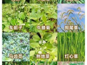 野草乱码一区四区有何区别？如何区分野草乱码一区四区？野草乱码一区四区的区别在哪里？