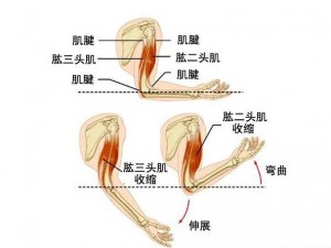 如何让肌肉小弟在抽插中更持久？