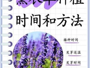 薰衣草研究所网站入口-如何进入薰衣草研究所网站？