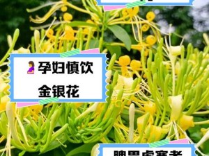 为什么-如何-怎样深入浅出地理解 TXl 金银花讲的是什么？