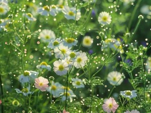 野花韩国视频观看免费高清版_野花韩国视频在线观看免费高清版