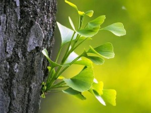 嫩嫩的树芽和青青的小草，是如何为春天增添生机的？