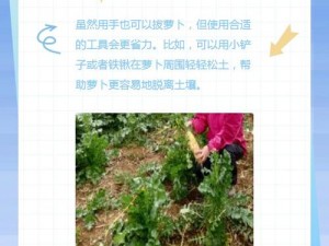 为什么拔萝卜会痛又叫黄？如何解决这个问题？