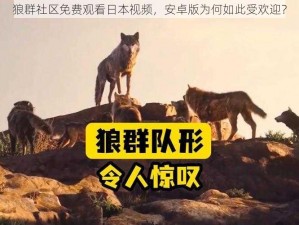 狼群社区免费观看日本视频，安卓版为何如此受欢迎？