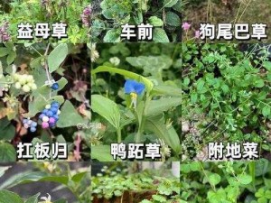 野草乱码一二三区别在哪-野草乱码一二三有什么区别？