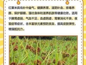 热血传奇手机版粟米怎么样 粟米酿酒属性介绍