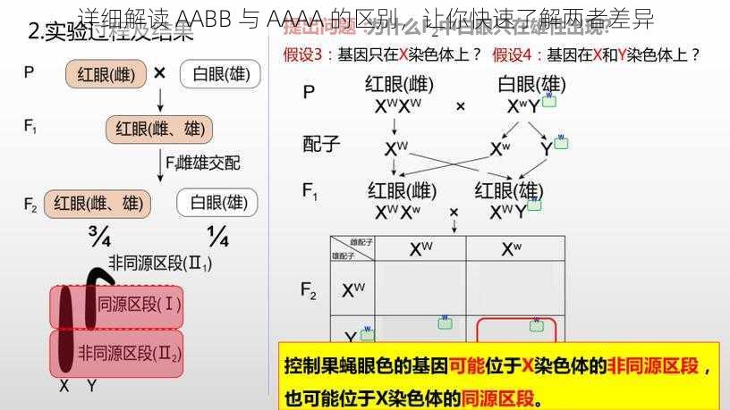 详细解读 AABB 与 AAAA 的区别，让你快速了解两者差异