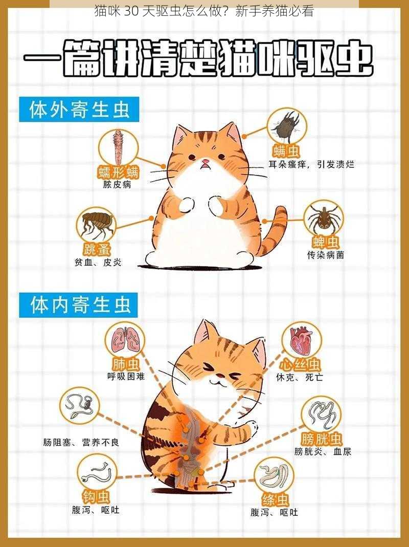 猫咪 30 天驱虫怎么做？新手养猫必看