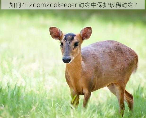 如何在 ZoomZookeeper 动物中保护珍稀动物？