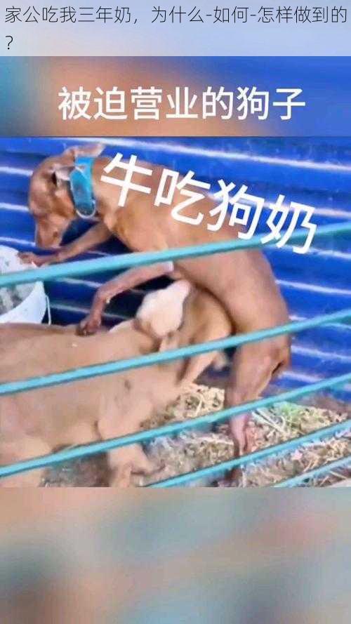 家公吃我三年奶，为什么-如何-怎样做到的？