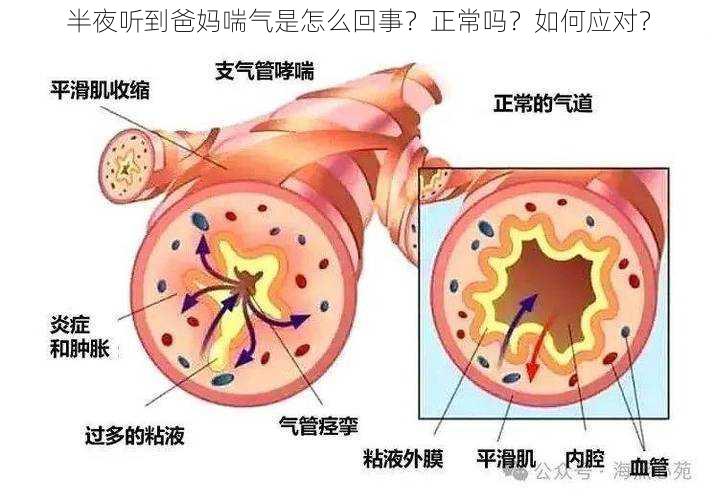 半夜听到爸妈喘气是怎么回事？正常吗？如何应对？