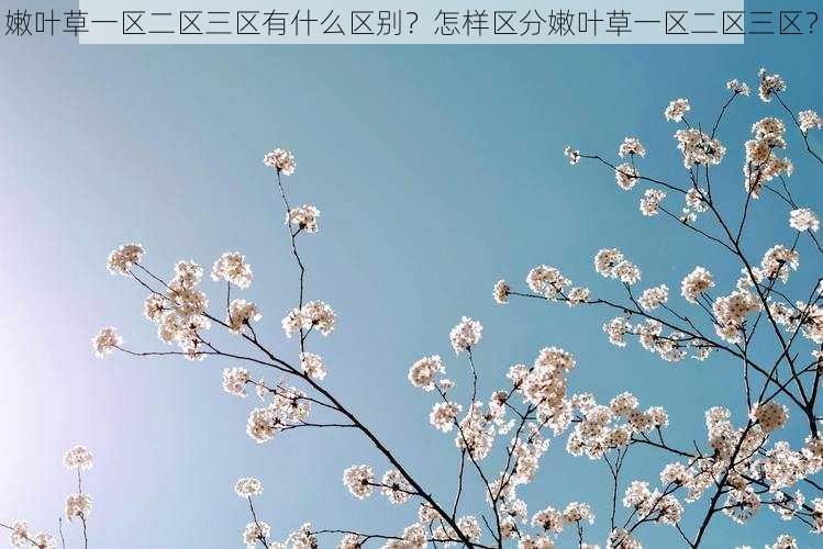 嫩叶草一区二区三区有什么区别？怎样区分嫩叶草一区二区三区？