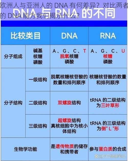 欧洲人与亚洲人的 DNA 有何差异？对比两者的 DNA 能为我们揭示什么？