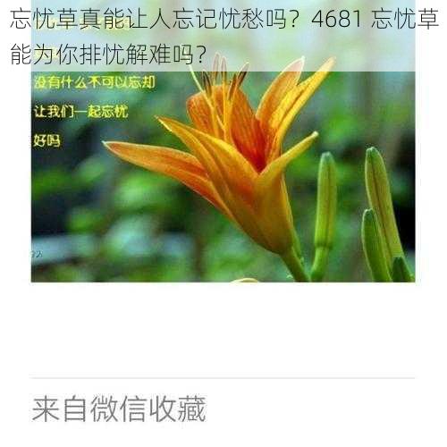 忘忧草真能让人忘记忧愁吗？4681 忘忧草能为你排忧解难吗？