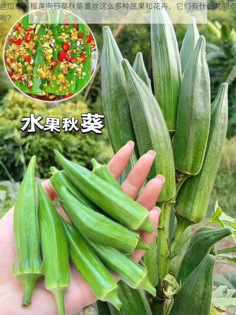 丝瓜草莓榴莲向日葵秋葵蕾丝这么多种蔬果和花卉，它们有什么共同点呢？