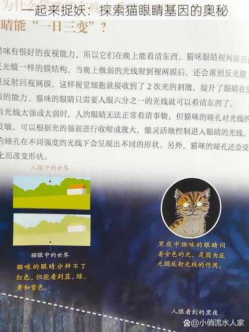 一起来捉妖：探索猫眼睛基因的奥秘